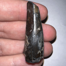 Load image into Gallery viewer, Large Supercroc Tooth Sarcosuchus Imperator 1.69 Inches!