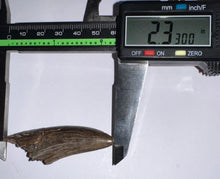 Load image into Gallery viewer, HUGE Tyrannosaur Tooth Daspletosaurus or Gorgosaurus 2.33 Inches T Rex Ancestor