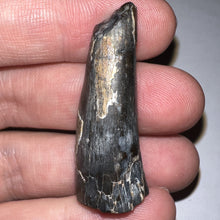 Load image into Gallery viewer, Large Supercroc Tooth Sarcosuchus Imperator 1.69 Inches!