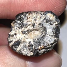 Load image into Gallery viewer, Large Supercroc Tooth Sarcosuchus Imperator 1.69 Inches!