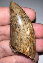 Load image into Gallery viewer, HUGE Tyrannosaur Tooth Daspletosaurus or Gorgosaurus 2.2 Inches T Rex Ancestor