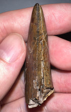 Load image into Gallery viewer, HUGE Tyrannosaur Tooth Daspletosaurus or Gorgosaurus 2.2 Inches T Rex Ancestor