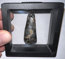 Load image into Gallery viewer, Large Supercroc Tooth Sarcosuchus Imperator 1.69 Inches!