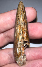 Load image into Gallery viewer, HUGE Tyrannosaur Tooth Daspletosaurus or Gorgosaurus 2.2 Inches T Rex Ancestor