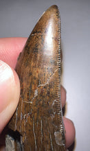 Load image into Gallery viewer, HUGE Tyrannosaur Tooth Daspletosaurus or Gorgosaurus 2.2 Inches T Rex Ancestor
