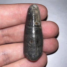 Load image into Gallery viewer, Large Supercroc Tooth Sarcosuchus Imperator 1.62 Inches!