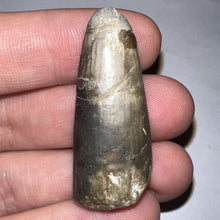 Load image into Gallery viewer, Large Supercroc Tooth Sarcosuchus Imperator 1.62 Inches!