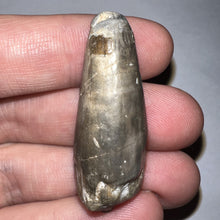 Load image into Gallery viewer, Large Supercroc Tooth Sarcosuchus Imperator 1.62 Inches!