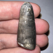 Load image into Gallery viewer, Large Supercroc Tooth Sarcosuchus Imperator 1.62 Inches!