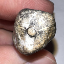 Load image into Gallery viewer, Large Supercroc Tooth Sarcosuchus Imperator 1.62 Inches!