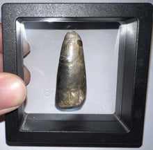 Load image into Gallery viewer, Large Supercroc Tooth Sarcosuchus Imperator 1.62 Inches!