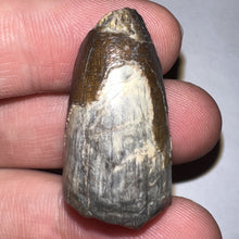 Load image into Gallery viewer, Supercroc Tooth Sarcosuchus Imperator 1.22 Inches!