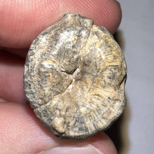 Load image into Gallery viewer, Supercroc Tooth Sarcosuchus Imperator 1.22 Inches!