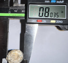 Load image into Gallery viewer, Supercroc Tooth Sarcosuchus Imperator 1.22 Inches!