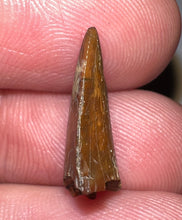 Load image into Gallery viewer, Rare Majungasaurus Fossil Tooth Giant Abelisaur .69 Inches!
