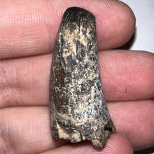 Load image into Gallery viewer, Supercroc Tooth Sarcosuchus Imperator 1.37 Inches!