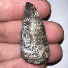 Load image into Gallery viewer, Supercroc Tooth Sarcosuchus Imperator 1.37 Inches!