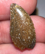 Load image into Gallery viewer, Rare Majungasaurus Fossil Tooth Giant Abelisaur .79 Inches!