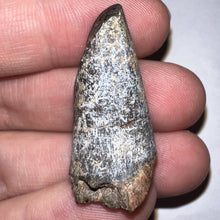 Load image into Gallery viewer, Supercroc Tooth Sarcosuchus Imperator 1.37 Inches!