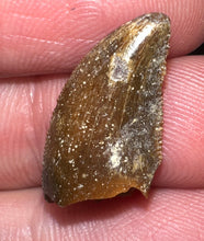 Load image into Gallery viewer, Rare Majungasaurus Fossil Tooth Giant Abelisaur .79 Inches!