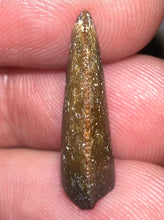 Load image into Gallery viewer, Rare Majungasaurus Fossil Tooth Giant Abelisaur .79 Inches!