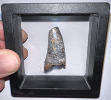 Load image into Gallery viewer, Supercroc Tooth Sarcosuchus Imperator 1.37 Inches!