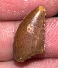 Load image into Gallery viewer, Rare Majungasaurus Fossil Tooth Giant Abelisaur .74 Inches!