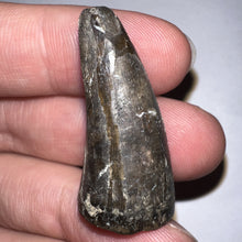 Load image into Gallery viewer, Supercroc Tooth Sarcosuchus Imperator 1.36 Inches!