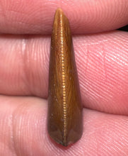 Load image into Gallery viewer, Rare Majungasaurus Fossil Tooth Giant Abelisaur .74 Inches!