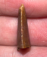 Load image into Gallery viewer, Rare Majungasaurus Fossil Tooth Giant Abelisaur .74 Inches!
