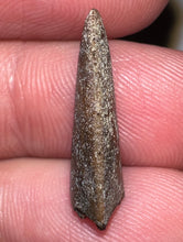 Load image into Gallery viewer, Rare Majungasaurus Fossil Tooth Giant Abelisaur .8 Inches!