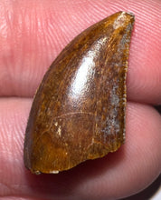 Load image into Gallery viewer, Rare Majungasaurus Fossil Tooth Giant Abelisaur .82 Inches!