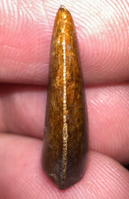Load image into Gallery viewer, Rare Majungasaurus Fossil Tooth Giant Abelisaur .82 Inches!