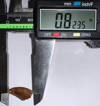 Load image into Gallery viewer, Rare Majungasaurus Fossil Tooth Giant Abelisaur .82 Inches!