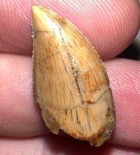 Load image into Gallery viewer, Rare Majungasaurus Fossil Tooth Giant Abelisaur .83 Inches!