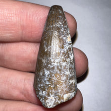 Load image into Gallery viewer, Supercroc Tooth Sarcosuchus Imperator 1.46 Inches!