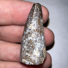 Load image into Gallery viewer, Supercroc Tooth Sarcosuchus Imperator 1.46 Inches!