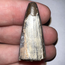 Load image into Gallery viewer, Supercroc Tooth Sarcosuchus Imperator 1.46 Inches!