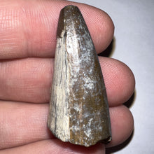 Load image into Gallery viewer, Supercroc Tooth Sarcosuchus Imperator 1.46 Inches!