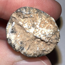 Load image into Gallery viewer, Supercroc Tooth Sarcosuchus Imperator 1.46 Inches!