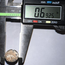 Load image into Gallery viewer, Supercroc Tooth Sarcosuchus Imperator 1.46 Inches!