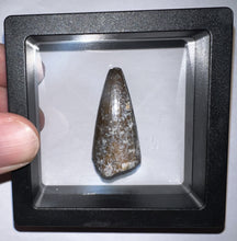 Load image into Gallery viewer, Supercroc Tooth Sarcosuchus Imperator 1.46 Inches!