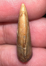 Load image into Gallery viewer, Rare Majungasaurus Fossil Tooth Giant Abelisaur .83 Inches!