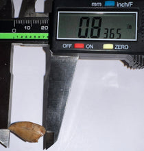 Load image into Gallery viewer, Rare Majungasaurus Fossil Tooth Giant Abelisaur .83 Inches!