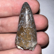 Load image into Gallery viewer, Large Supercroc Tooth Sarcosuchus Imperator 1.55 Inches!