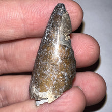 Load image into Gallery viewer, Large Supercroc Tooth Sarcosuchus Imperator 1.55 Inches!