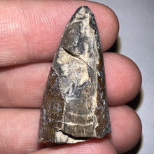 Load image into Gallery viewer, Large Supercroc Tooth Sarcosuchus Imperator 1.55 Inches!