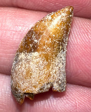 Load image into Gallery viewer, Rare Majungasaurus Fossil Tooth Giant Abelisaur .82 Inches!