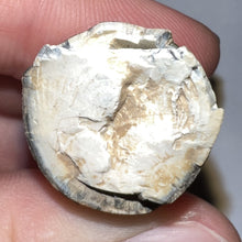 Load image into Gallery viewer, Large Supercroc Tooth Sarcosuchus Imperator 1.55 Inches!