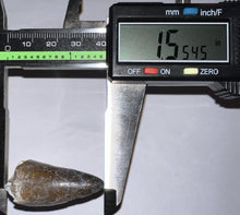 Load image into Gallery viewer, Large Supercroc Tooth Sarcosuchus Imperator 1.55 Inches!